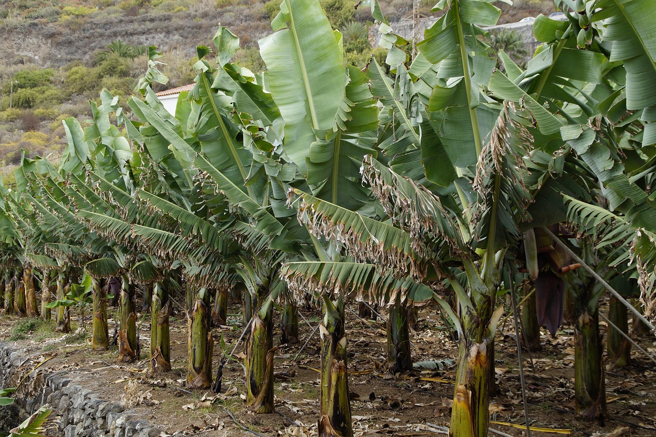 découvrez tout ce qu'il faut savoir sur les bananes : bienfaits, valeurs nutritionnelles, astuces de conservation et idées de recettes pour profiter pleinement de ce fruit savoureux et énergétique.