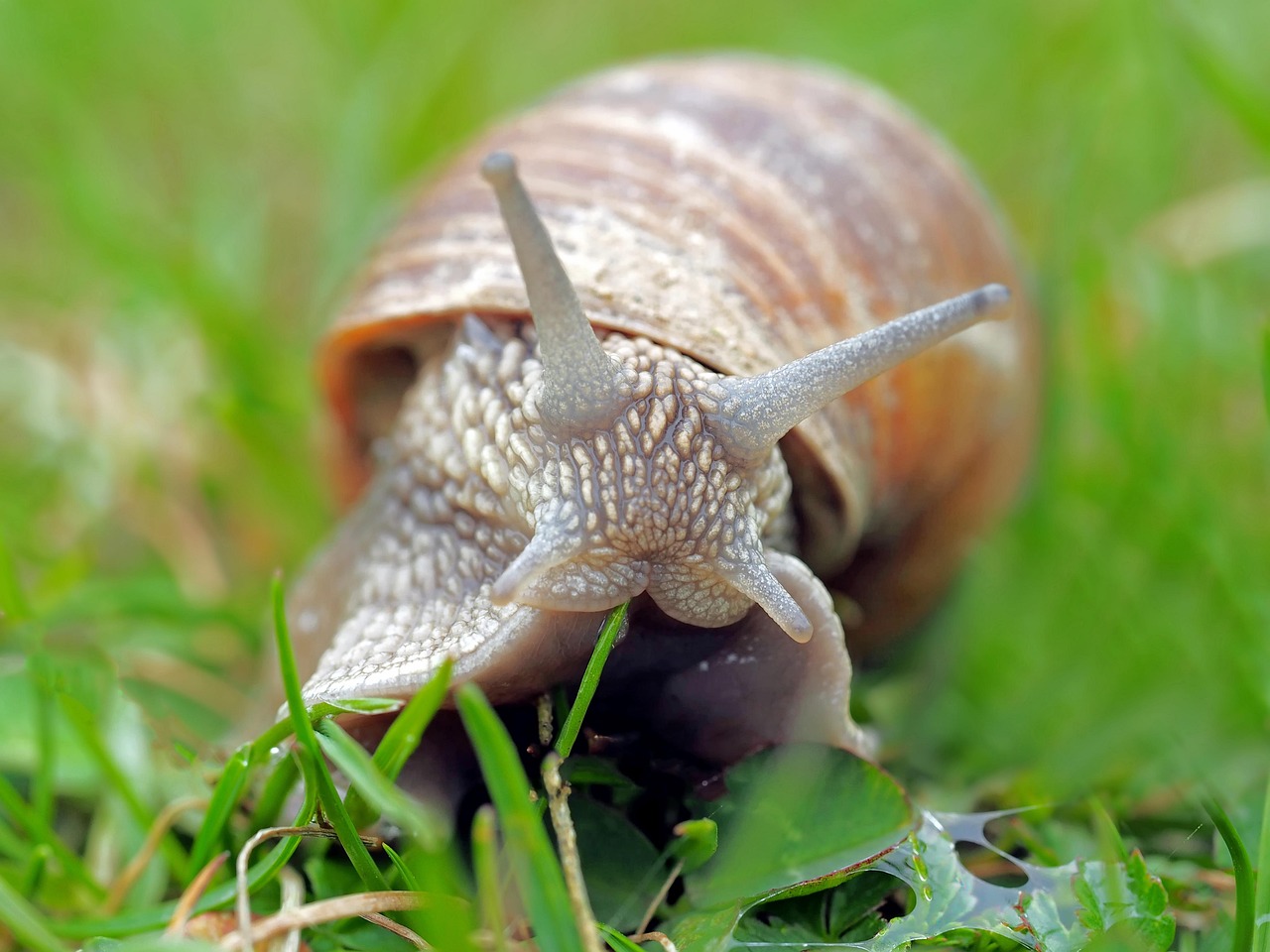 découvrez tout sur les coquilles d'escargots comestibles : origine, préparation, utilisation en cuisine et idées de recettes pour surprendre vos convives.