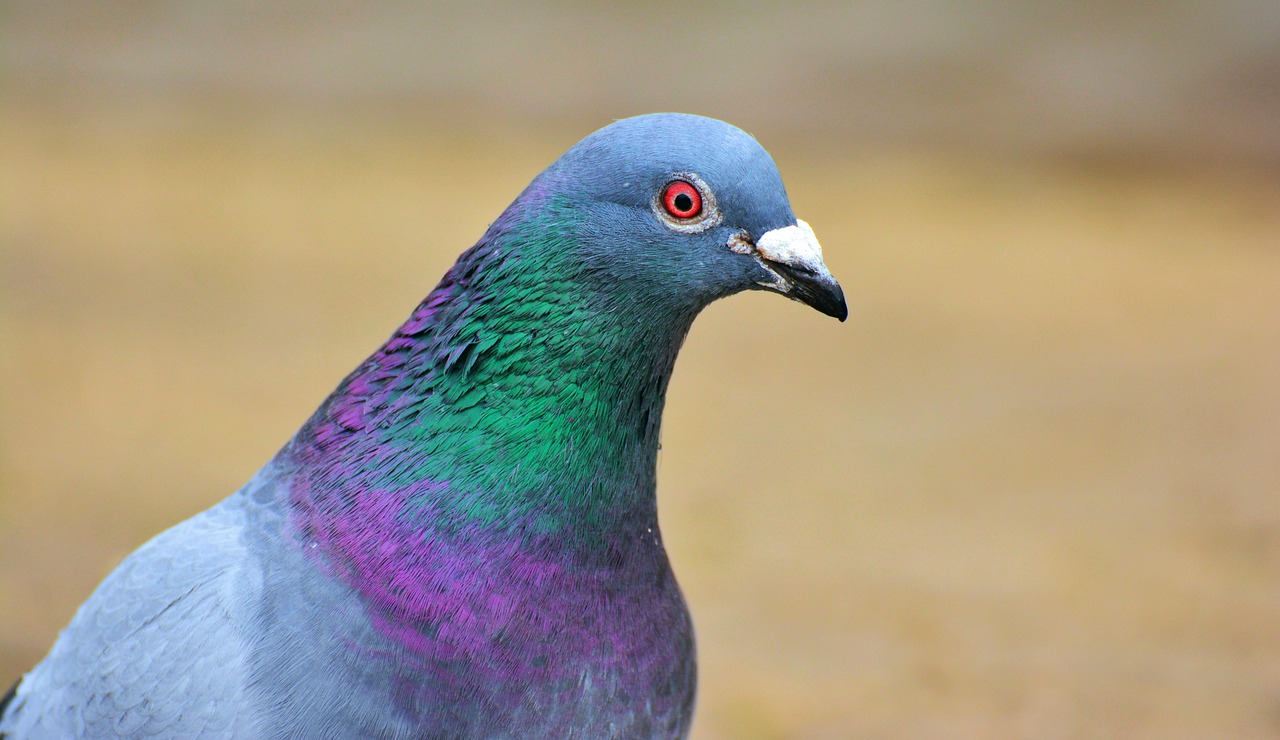découvrez la recette du pigeon confit, une spécialité gastronomique française. apprenez à préparer ce plat savoureux, tendre et raffiné, idéal pour impressionner vos invités lors d’un repas d’exception.
