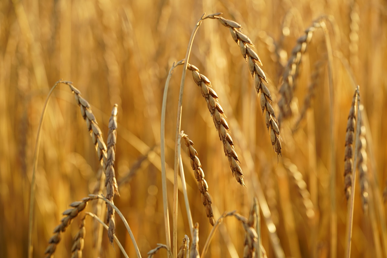 découvrez le pain à l’épeautre : une alternative saine et savoureuse au pain traditionnel, riche en fibres et en goût authentique. parfait pour une alimentation équilibrée et gourmande !